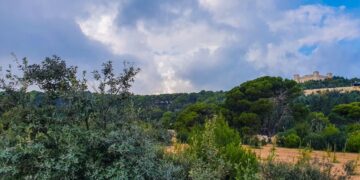 Progetto europeo Medmaquis: Malta e Sicilia insieme per tutelare la macchia mediterranea