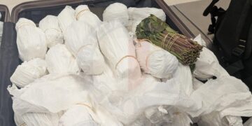 Fermato in aeroporto con un carico di khat in valigia: 51enne in custodia cautelare