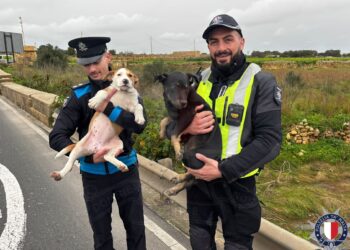 Intervento fuori programma durante i controlli stradali: salvati due cuccioli abbandonati
