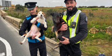 Intervento fuori programma durante i controlli stradali: salvati due cuccioli abbandonati