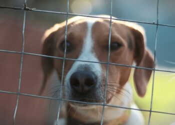 Cani ridotti pelle e ossa: 15mila euro di multa e il proprietario non potrà più avere animali