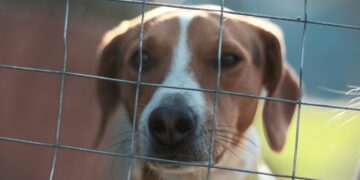 Cani ridotti pelle e ossa: 15mila euro di multa e il proprietario non potrà più avere animali