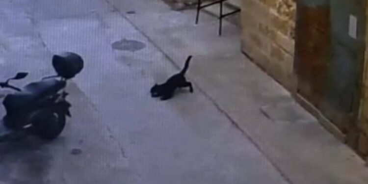 Il mistero della “pantera fantasma” si riapre con i video: attivisti contro le autorità