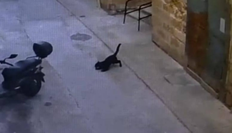 Il mistero della “pantera fantasma” si riapre con i video: attivisti contro le autorità