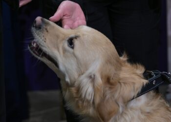 Diplomi al Sant’Anton Palace per cinque cani d’assistenza
