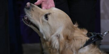 Diplomi al Sant’Anton Palace per cinque cani d’assistenza