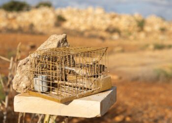 Cattura uccelli selvatici, via libera a nuove autorizzazioni: scontro tra governo e ambientalisti