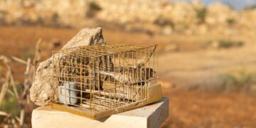 Cattura uccelli selvatici, via libera a nuove autorizzazioni: scontro tra governo e ambientalisti