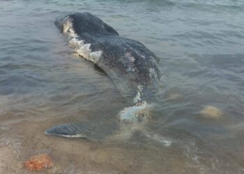 Comino, balena spiaggiata nella baia di San Niklaw: intervento degli esperti per la rimozione