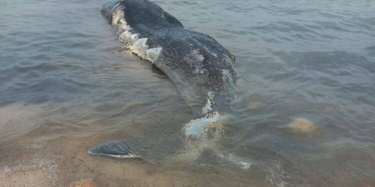 Comino, balena spiaggiata nella baia di San Niklaw: intervento degli esperti per la rimozione