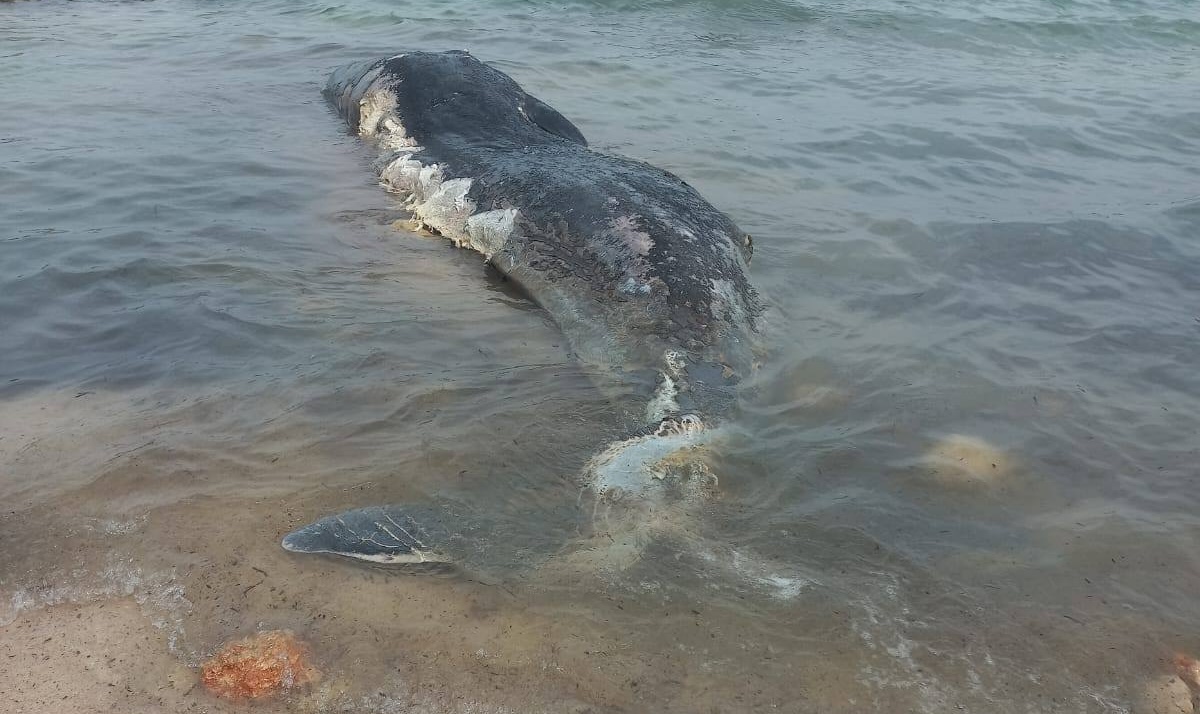 Comino, balena spiaggiata nella baia di San Niklaw: intervento degli esperti per la rimozione