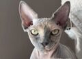 gatto sphinx