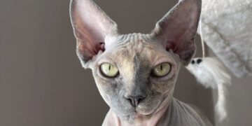 gatto sphinx
