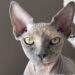 gatto sphinx