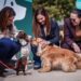 Dog park e cat café nei quartieri: fondi ai Comuni per nuovi spazi dedicati agli amici a quattro zampe