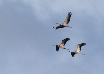 Caccia illegale, allarme per l’escalation con l’arrivo della migrazione primaverile