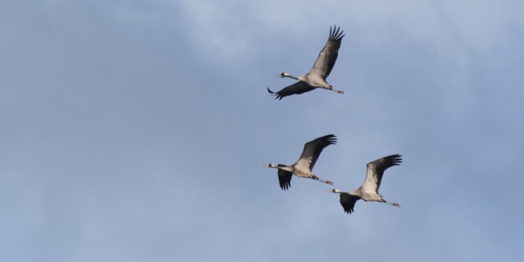 Caccia illegale, allarme per l’escalation con l’arrivo della migrazione primaverile