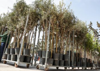 Alberi gratis ai cittadini, parte la distribuzione ai primi beneficiari dell’iniziativa di piantumazione