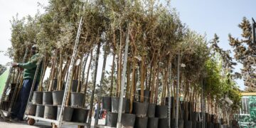 Alberi gratis ai cittadini, parte la distribuzione ai primi beneficiari dell’iniziativa di piantumazione