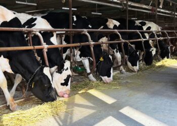 allevamento, mucche,