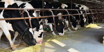 allevamento, mucche,