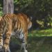 tigre, felino, felini