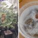 Blitz della polizia a Marsalforn, scoperta coltivazione illegale di cannabis