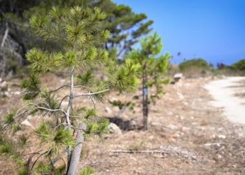 Madliena, il polmone verde accanto al Forte entra tra le aree protette: più tutele per alberi e biodiversità