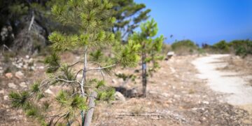 Madliena, il polmone verde accanto al Forte entra tra le aree protette: più tutele per alberi e biodiversità