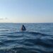 Moto d’acqua si ribalta al largo di Pembroke: due persone soccorse