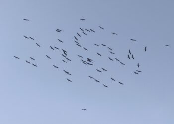 Straordinario passaggio di 67 cicogne su Malta durante la migrazione