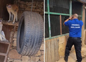 Detenzione illegale di animali esotici: scatta la confisca per sei scimmie