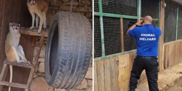 Detenzione illegale di animali esotici: scatta la confisca per sei scimmie