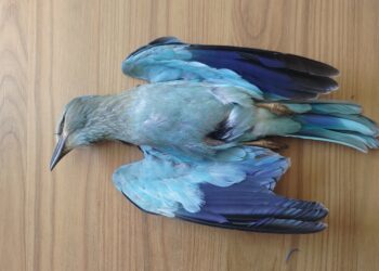 Caccia alle specie protette, l’ORNIS approva la proposta del governo per ridurre le sanzioni