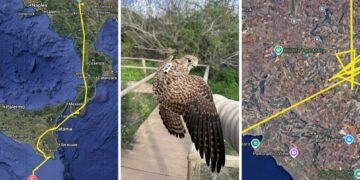 Il triste viaggio di Ghasri: sopravvive ai bracconieri, vola in Italia ma viene uccisa al rientro a Malta