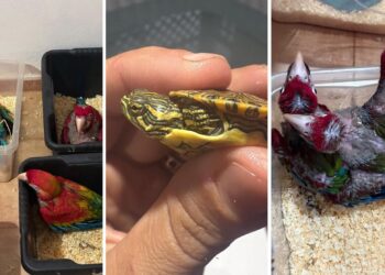 Dalla Sicilia a Malta con 377 animali esotici nascosti in auto: maxi sequestro al porto di Pozzallo