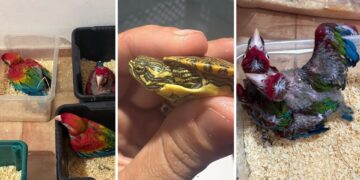 Dalla Sicilia a Malta con 377 animali esotici nascosti in auto: maxi sequestro al porto di Pozzallo