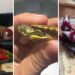 Dalla Sicilia a Malta con 377 animali esotici nascosti in auto: maxi sequestro al porto di Pozzallo